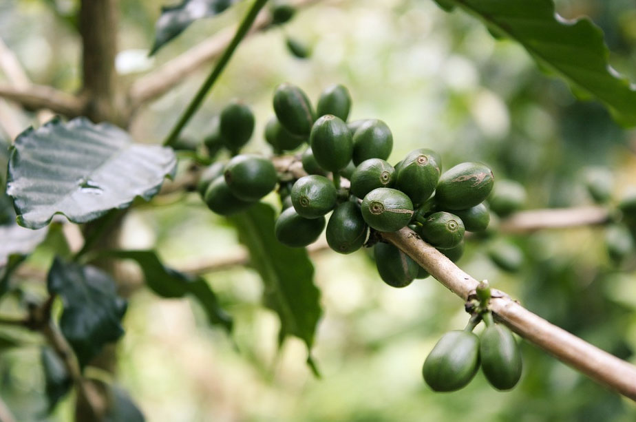 O que é café verde?