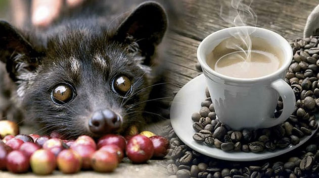 cevita, xícara de café, mamífero