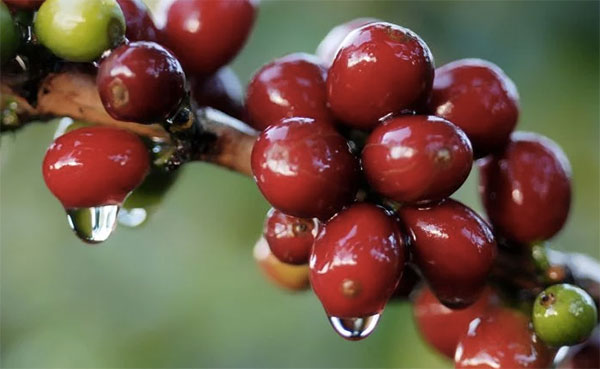 grão de café