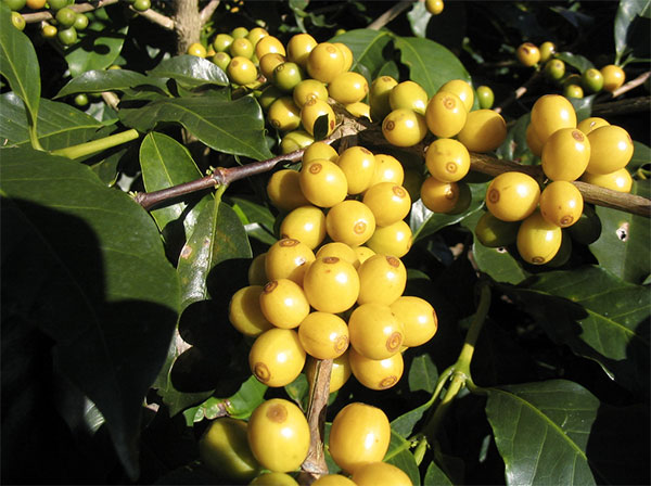 grão de café, bourbon amarelo