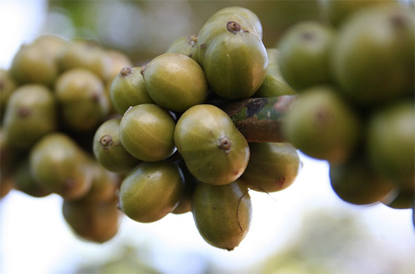 grãos de café, café verde