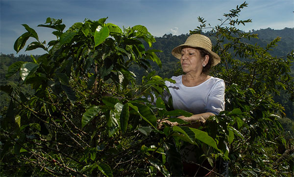 Mulher colhendo café