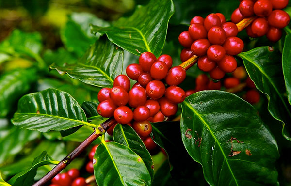 Pé de Café, Grão maduros