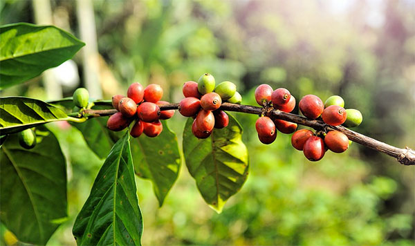 Pé de café, grãos maduros