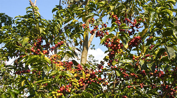 plantação de café