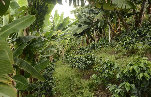 plantação de café, plantação de café orgânico