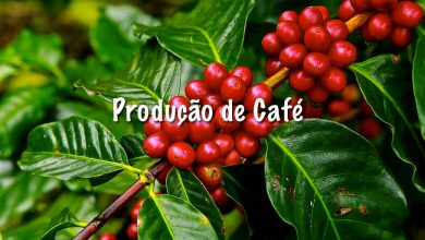 Curiosidades sobre a produção de café