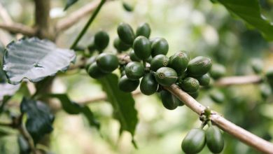 O que é café verde?